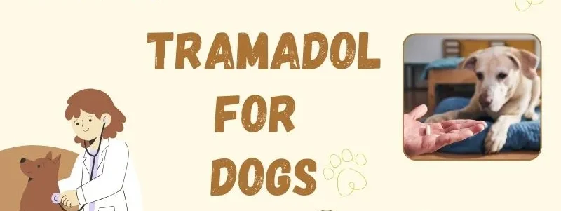 Tramadol For Dogs: Is It A Safe Painkiller For Our Pet?